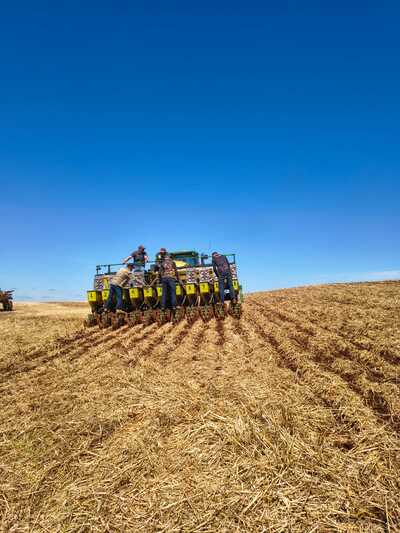 Coprossel realiza plantio de campo demonstrativo de milho verão em Porto Barreiro